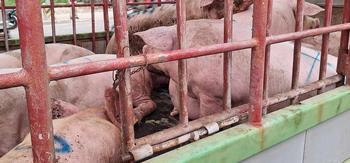 DA-BAI: 11 hogs in intercepted trucks test positive for ASF